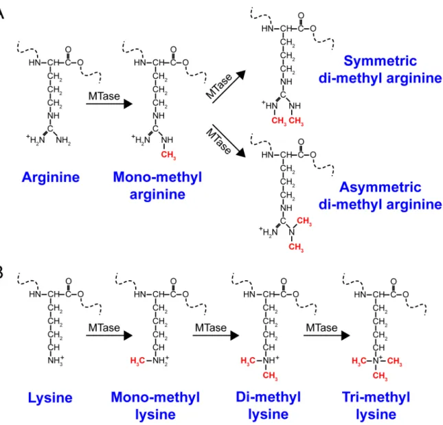 Figure 1.2  Chemical structures of various methylated arginines and lysines. 