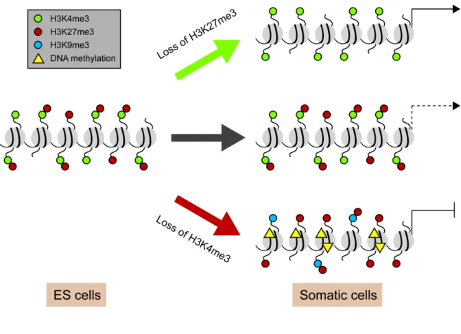 Figure 1.5  Resolution of bivalent genes during ES cell differentiation. 