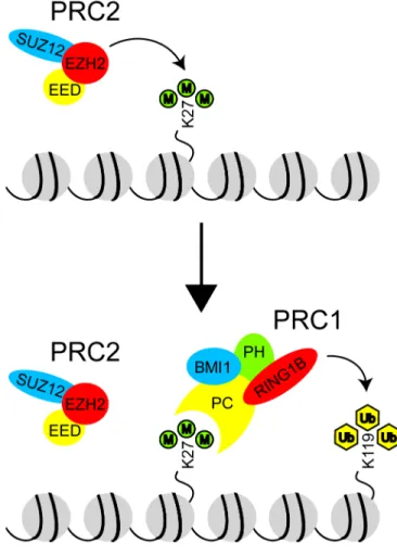 Figure 1.6  Coordinated actions of the Polycomb repressive complexes. 