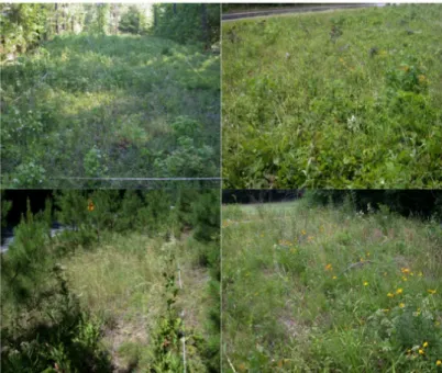 Figure 2.2 Some examples of ROW plots (Summer 2008). 