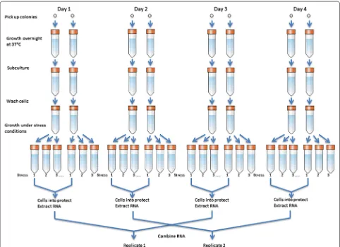 Fig. 1 Processing of biological replicates. In each day, two culture tubes under each treatment condition were combined and the RNA sample was extracted from the combined tube
