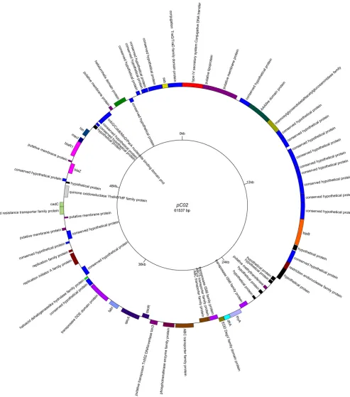 FIG 2 Annotated map of the pC02 plasmid. Sequencing and annotation were performed at the University of Maryland Institute for Genome Sciences andvisualized with GenomeVX.