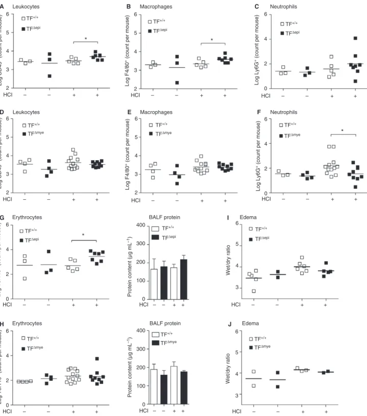 Fig. 6. Leukocyte extravasation into the lung 24 h after HCl-induced acute lung injury (ALI) in epithelial and myeloid tissue factor (TF)-defi- (TF)-defi-cient mice