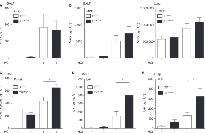 Fig. 3. Increased inflammation in myeloid tissue factor (TF)-deficient mice in response to acid-induced acute lung injury (ALI)
