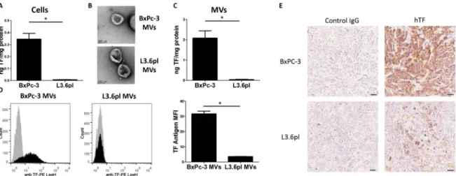 Figure 1. TF expression on tumor cells, tumor cell-derived microvesicles and tumors (A) Cellular tissue factor (TF) activity was measured using a one stage clotting assay