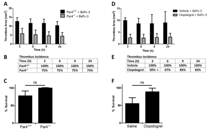 Figure 7. TF+ tumor microvesicles enhance thrombosis in mice in a platelet-dependent manner (A–C) Par4 KO mice ( −/− ) or WT ( +/+ ) littermate controls underwent the inferior vena cava  (IVC) stenosis model followed by injection of BxPc-3 MVs at 5 minutes