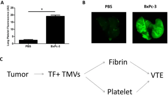 Figure 8. TF+ tumor microvesicles induce accumulation of platelets in the mouse lung