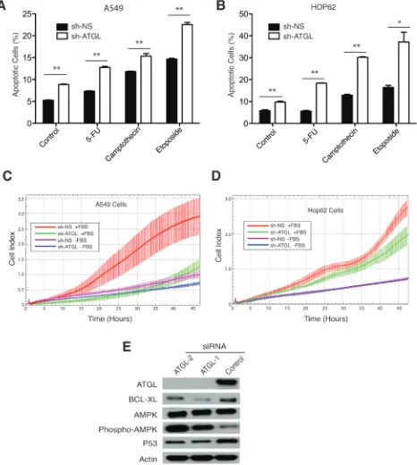 Figure 4: ATGL knockdown promotes apoptosis and inhibits migration of NSCL cancer cells