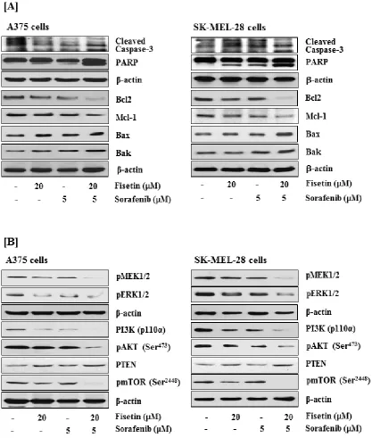 Figure 3: Effects of fisetin, sorafenib and their combination on cleavage of caspase-3 and PARP, expression of the Bcl2 family proteins, and on modulation of MAPK and PI3K signaling pathways in BRAF-mutated melanoma cells