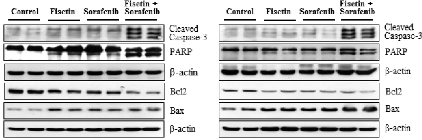 Figure 6: Effects of fisetin, sorafenib and their combination on cleavage of caspase-3 and PARP, and expression of Bcl2 family proteins in tumors of athymic nude mice implanted with BRAF-mutated melanoma cells