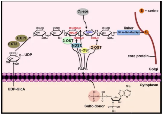 Figure 3. Heparin biosynthesis