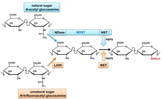 Figure 4. Synthetic strategy for N-sulfation step