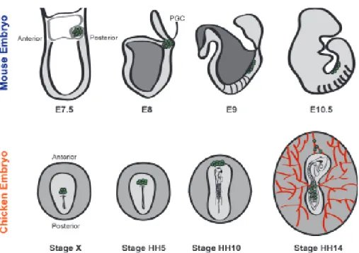 Figure 2. Migration of PGCs in the mouse and chicken. In the mouse, PGCs are specified in the proximal epiblast