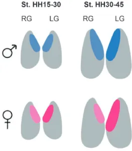 Figure 3. Assymetric gonadogenesis in the chicken. Before sexual differentiation (Stages HH15-30), the differences  between the right and left gonad are not visible macroscopically