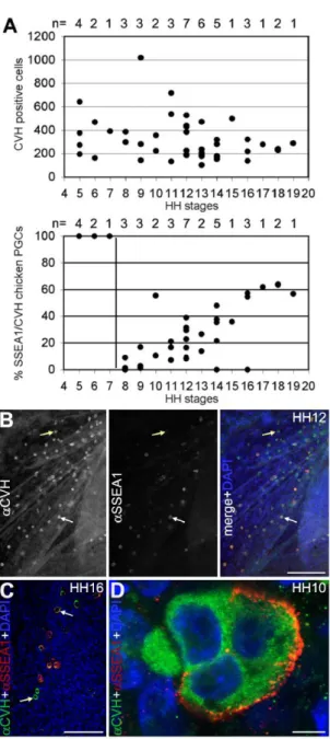 Figure 1. Chicken PGCs between HH5–HH19. (A) Total number of CVH positive cells present between HH5–HH19