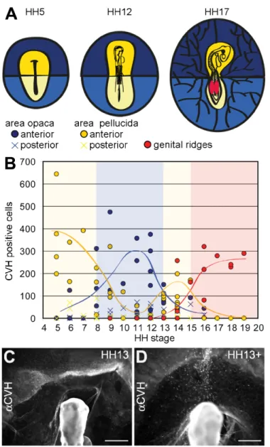 Figure 2. Tracking of the migration of PGCs using CVH as a marker. (A) Cartoon defining the different regions  analysed during chicken development in several stages (HH5, HH12, HH17): anterior (dark blue/circle) and posterior  (light blue/cross) regions of