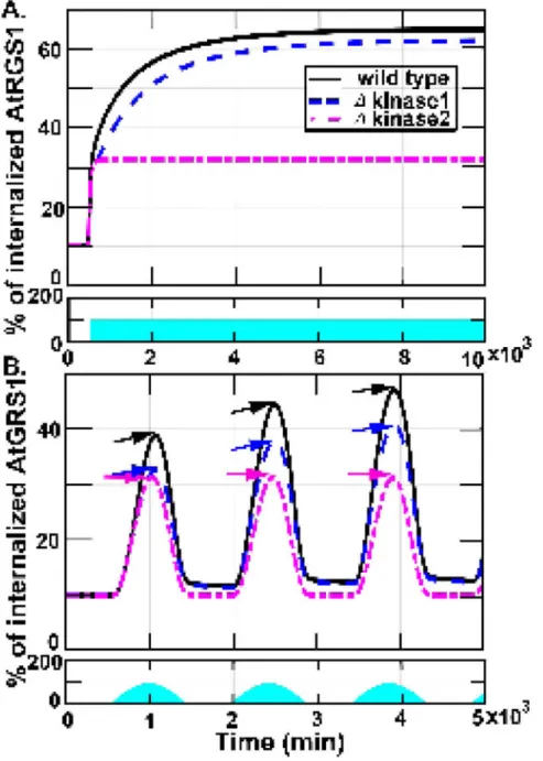 Figure 5. System memory. The system motif has memory encoded by kinase 1