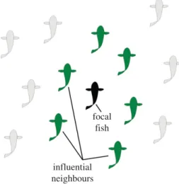 Figure 4. In the zonal model, radii around the focus animal (black) define the type of interaction with other animals: those within d r (red) are repulsive, those between d r and d align (blue) are neutral or aligning, and those between d align and d a (gr