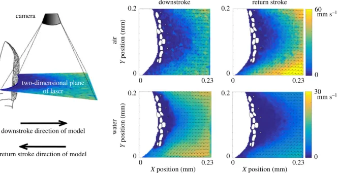 Figure 3. Diagram of PIV set-up for the dynamically scaled physical model of the terrestrial hermit crab antennule