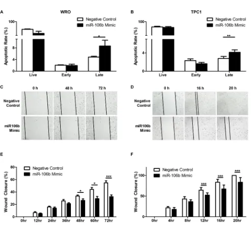 Figure 6: Effect of miR-106b in apoptosis and migration. WRO (A) and TPC1 (B) cells transfected with miR-106b mimic increased late apoptosis rate compared to negative control (P = 0.0286 and P = 0.0082, respectively)