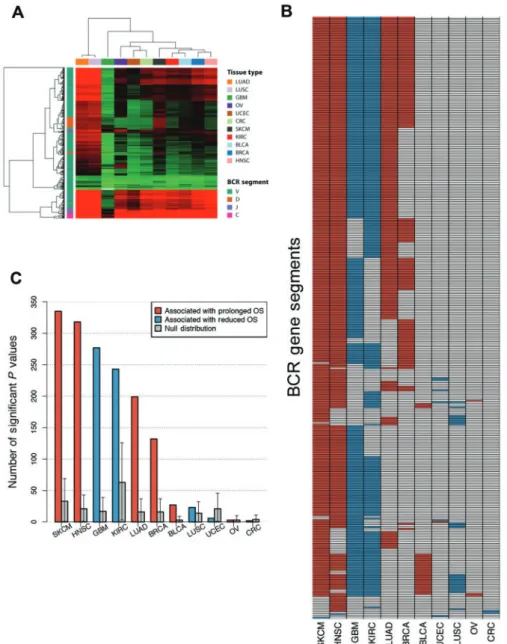 Figure 4. B-cell receptor (BCR) gene segment expression and pattern of BCR gene segments, where expression was associated with overall survival by tumor type