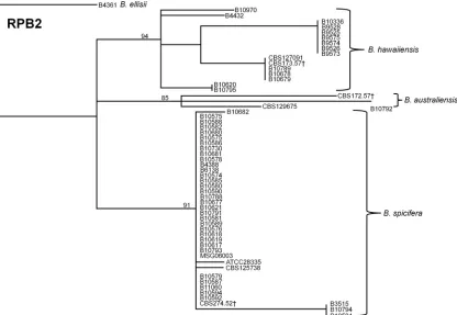FIG 2 Dendrogram showing discrimination of B. australiensis, B. hawaiiensis, and B. spicifera isolates by the RPB2 sequence, which was constructed with theneighbor-joining method and rooted at B