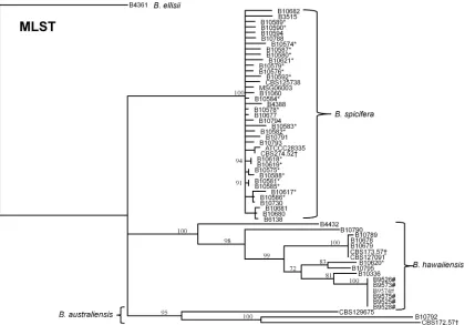 FIG 3 Dendrogram inferring the relatedness of 59rooted at Bipolaris isolates using MLST