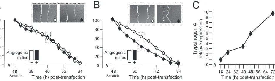 Figure 4: Trypsinogen 4 mediates the microenvironment-induced migration of tumor endothelial cells