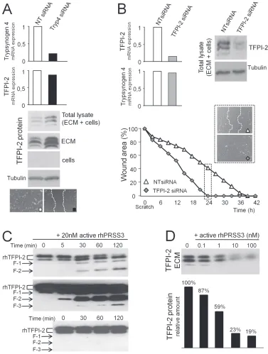 Figure 5: Trypsinogen 4 decreases TFPI-2 availability. HOC-EC were transfected with siRNA specific for trypsinogen 4 (Tryp4 TFPI-2 in a cell-free system