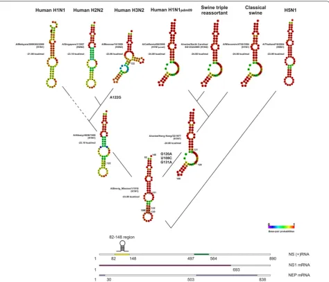 Fig. 1 RNA secondary structures in the 82–148 nucleotide region of positive-sense NS segments of human and swine influenza A viruses