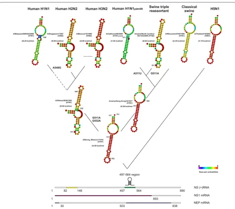 Fig. 2 RNA secondary structures in the 497–564 nucleotide region of positive-sense NS segments of human and swine influenza A viruses