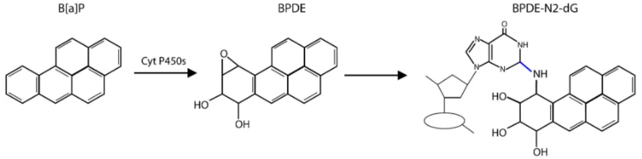 Figure 1-2. Metabolic processing of Benzo[a]pyrene to the genotoxin BPDE, which covalently  binds to deoxyguanine