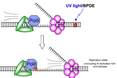 Figure 1-4. Uncoupling of the replication fork and helicase after encountering a bulky adduct  DNA lesion