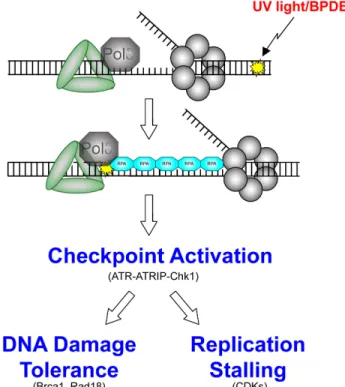 Figure 1-7. Replication-stalling lesions, such as those induced by UV light and BPDE, uncouple  the replication fork forming long stretches of single-stranded DNA, which is coated by RPA