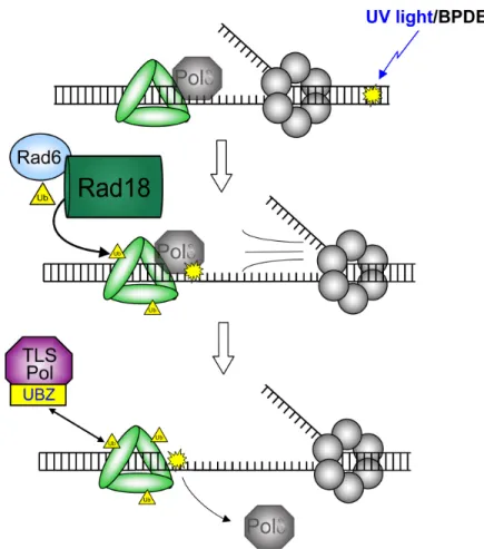 Figure 1-8. Rad18-mediated PCNA monoubiquitination drives binding of TLS polymerases to  PCNA
