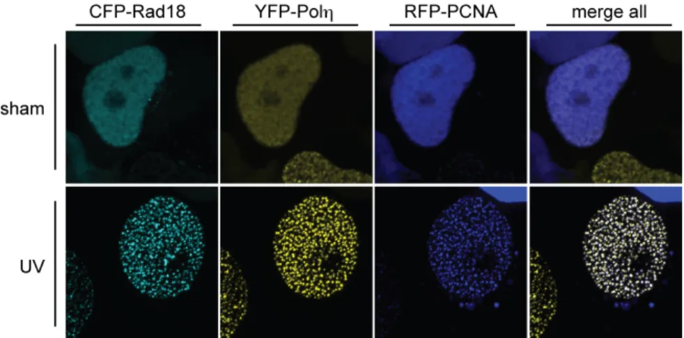 Figure 1-9. Rad18 redistributes to nuclear foci after UV exposure and colocalizes with Polη and  PCNA