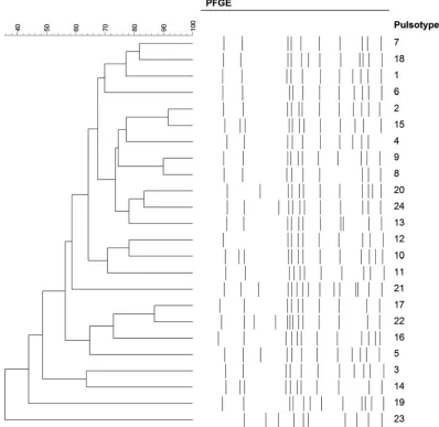 FIG 5 Ribotyping proﬁles associated with the 238 S. Enteritidis isolates.