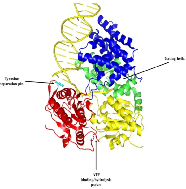 Figure 2.  Ribbon diagram of UvrD bound to partial duplex DNA in the closed conformation  (Protein Data Bank Code 2IS2)