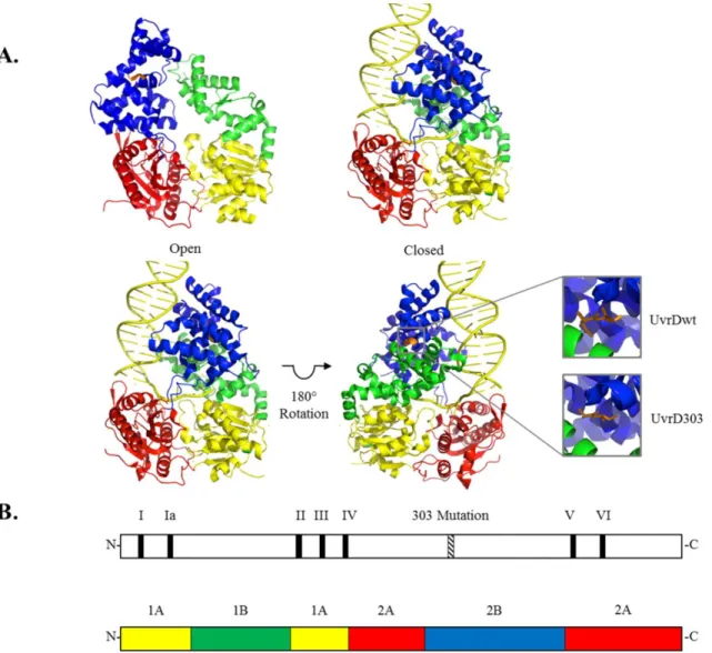 Figure  4.  Models  of  E.  coli  UvrD  and  the  mutant  UvrD303  helicase  in  open  and  closed  conformations