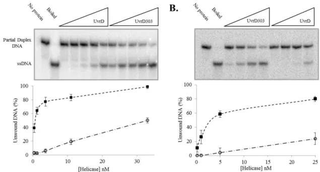 Figure 5.  UvrD303 exhibits  hyper-helicase activity  compared to wild-type  UvrD. Panel  A –  DNA  helicase reactions  were  performed as  described under “Materials and Methods” using  the 24 bp partial duplex  substrate and increasing  concentrations of