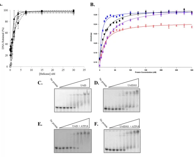 Figure 6. UvrD303 exhibits similar DNA binding properties to that of wild-type UvrD. Panel  A – Electrophoretic mobility shift assays were performed as described under “Materials and  Methods”