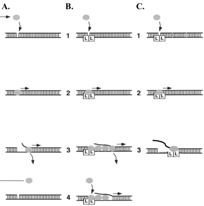 Figure  9.    Representation  of  two  models  of  MutL  stimulated  UvrD-catalyzed  unwinding  of  DNA
