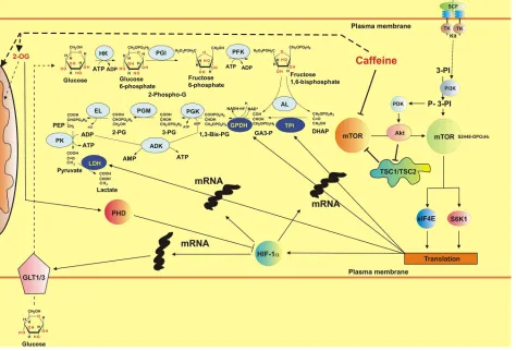 Figure 11: Possible biochemical mechanisms of the effects of caffeine on the mTOR pathway, HIF-1 activity and energy metabolism in human myeloid cells (SCF-induced responses are used as the example)