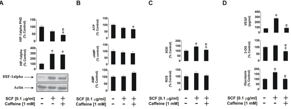 Figure 2: Effects of caffeine on TLR2-mediated biological responses of THP-1 cells. Cells were exposed for 4 h to PGN with or without 1 h pre-treatment with 1 mM caffeine before assessing the indicated biological responses: A