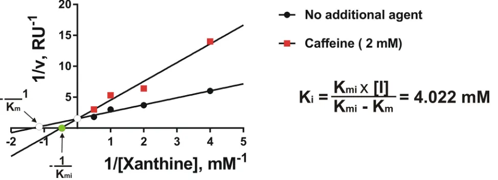 Figure 5: Caffeine is a weak competitive inhibitor of XOD. Kinetics of the effects of caffeine on the activity of purified bovine liver XOD were analysed as described in the Materials and methods
