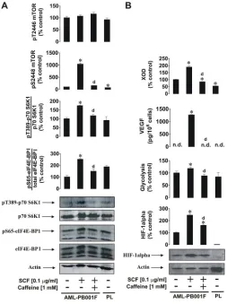 Figure 7: Dose-dependent effects of caffeine on SCF-induced Kit receptor-mediated intracellular pS2448 mTOR levels