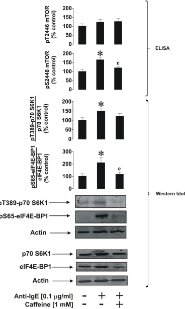 Figure 8: Caffeine inhibits ligand-induced mTOR signalling pathway in primary human basophils