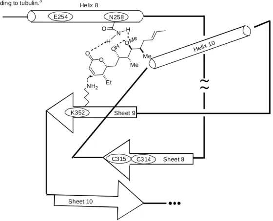Figure 1.2: Secondary structure and binding model for (-)-pironetin binding to tubulin