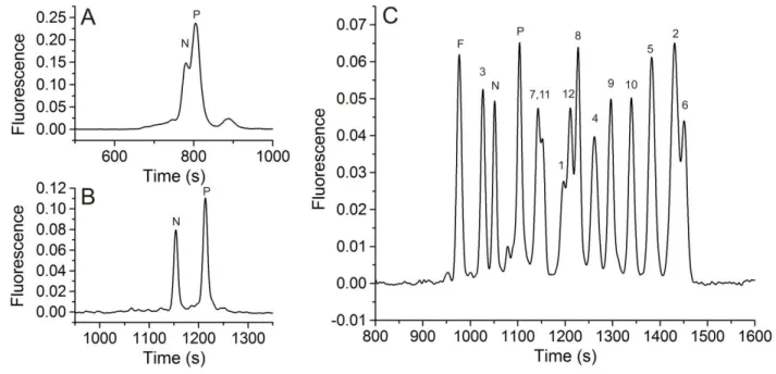 Figure 2.1.  Separation of pTS13 (P) and TS13 (N) in 140 mM borate, 70 mM SDS, pH 7.4  in a 50-μm diameter capillary (A) or with 140 mM borate, 150 mM SDS,  50 mM NaCl, pH  7.4 in a 30-μm diameter capillary (B)