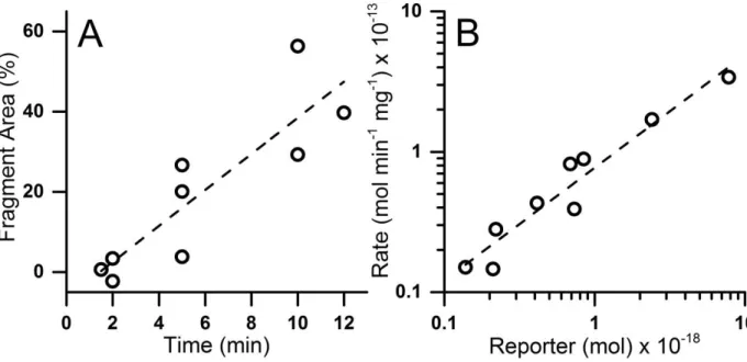 Figure 3.1.  Fragmentation of TS13 in single BEAS-2B cells.  Each symbol represents the  measurement from a single cell